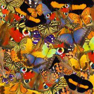 butterflies-background-(3)
