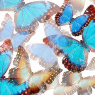 butterflies-background-(5)