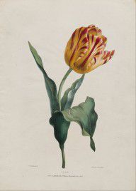 ValentineBartholomew-Tulip 