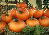 12952167_Pumpkins