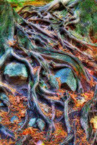 608079_Roots_And_Rocks