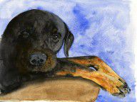 9469642_Rottweiler_Watercolor_Portrait