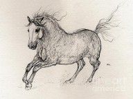 15963204_Andalusian_Horse