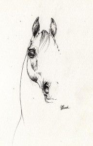 11907797_Arabian_Horse_Sketch_2014_05_29b