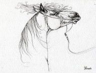 2528504_Emon_Polish_Arabian_Horse_Drawing