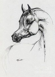 2410267_Arabian_Horse_Drawing_39