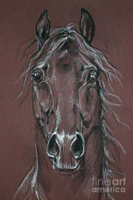 2279784_Arabian_Horse