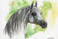 2641203_Grey_Arabian_Horse_Watercolor_Painting_2