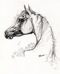 2293808_Arabian_Horse_Drawing_18