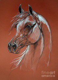 2279554_Arabian_Horse_Drawing