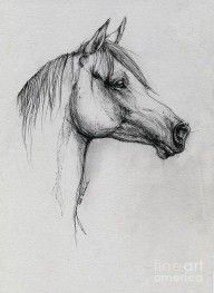 2845426_Arabian_Horse_Drawing_64