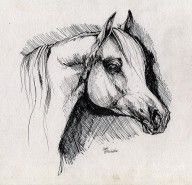 2842413_Arabian_Horse_Drawing_63
