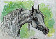 2429030_The_Grey_Arabian_Horse_15