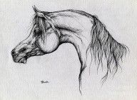 2842179_Arabian_Horse_Drawing_62