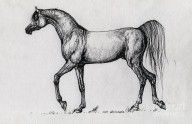2841979_Arabian_Horse_Drawing_61