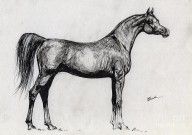 2841889_Kwestura_Polish_Arabian_Horse_Drawing