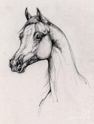 2841657_Arabian_Horse_Drawing_60