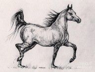2841325_running__Bay_arabian_horse