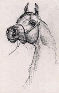 2841286_Arabian_Horse_Drawing_59