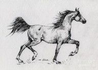 2837197_Running_Arabian_Horse_Drawing_1