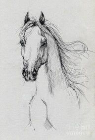 2825141_Arabian_Horse_Drawing_58