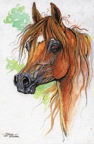 2637408_Esperanto_Polish_Arabian_Horse_Watercolor_Painting