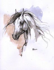 5155990_Arabian_Horse_Ink_Drawing_1