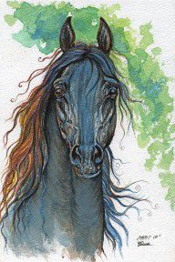 2568626_Ferryt_Polish_Black_Arabian_Horse