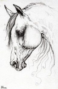 2537117_Arabian_Horse_Drawing_45