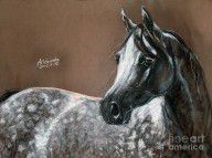 2279200_Arabian_Horse
