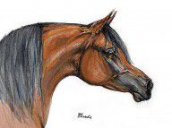 485975_The_Bay_Arabian_Horse_18