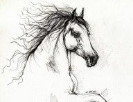 2248950_Andalusian_Horse_Drawing