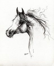 2242334_Arabian_Horse_Drawing_3