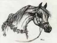 1277877_Arabian_Horse_Drawing_22