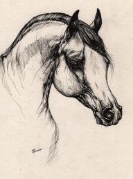 517119_Arabian_Horse_Drawing_24