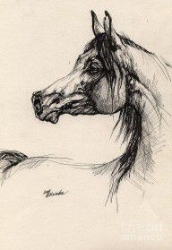 556282_Arabian_Horse_Drawing_26