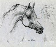 504653_Arabian_Horse_Drawing_28