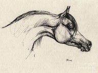 485897_Arabian_Horse_Drawing_30