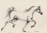 486029_Arabian_Horse_Drawing_31