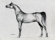 485944_Arabian_Horse_Drawing_34