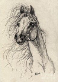 486299_Arabian_Horse_Drawing_37