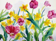 15237580_Daffodils_And_Tulips