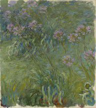 Monet,Agapanthus