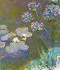 12335141_Waterlilies_And_Agapanthus