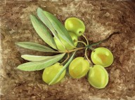 18159993 olive-guido-borelli