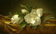 Martin Johnson Heade Magnolias on Gold Velvet Cloth 