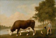 George Stubbs The Lincolnshire Ox 
