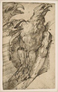 Bartolomeo_Passerotti_-_Study_of_an_eagle