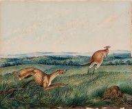 Adam_Gustavus_Ball_-_Dog_chasing_a_kangaroo