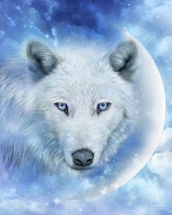 23190737 white-wolf-moon-carol-cavalaris
